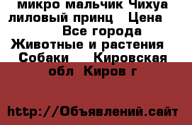 микро мальчик Чихуа лиловый принц › Цена ­ 90 - Все города Животные и растения » Собаки   . Кировская обл.,Киров г.